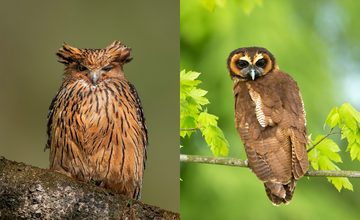 best_time_to_visit_sattal