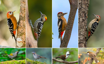 birding_with_us_is_your_game_changer