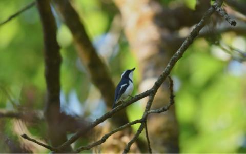 sattal birding tour packages