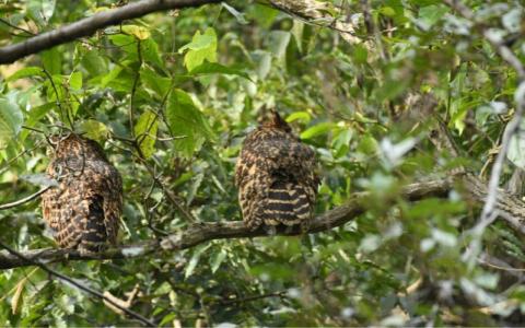 sattal bird photography