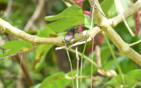 sattal bird sanctuary