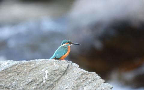 sattal birding tour packages