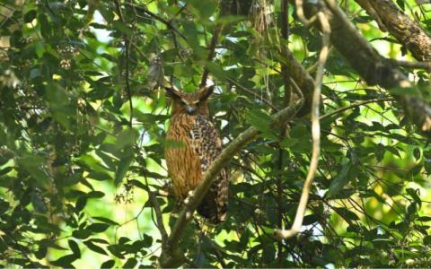 sattal studio bird photography