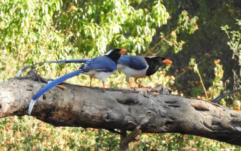 sattal studio bird photography