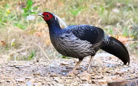 sattal studio bird photography